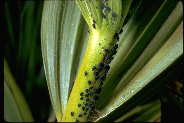 Image of hemipterans