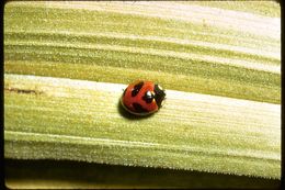Image of ladybird beetles