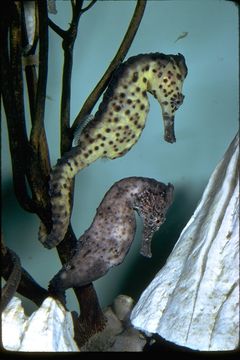 Image of seahorses