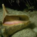 Image of Queen conch