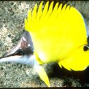 Image of Longnose butterflyfishes