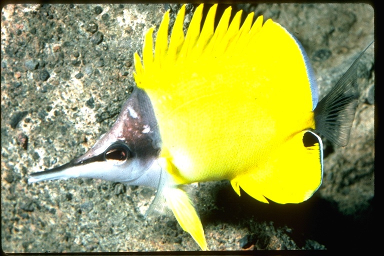 Image of Big long-nosed Butterflyfish