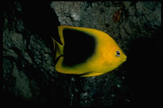 Image of Angelfish