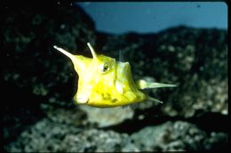 Image of Longhorn cowfish