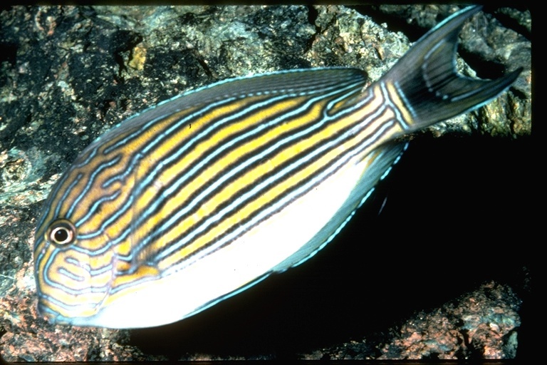 Image of Blue Banded Surgeonfish