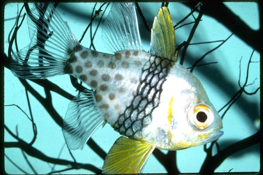 Image of Pajama Cardinalfish