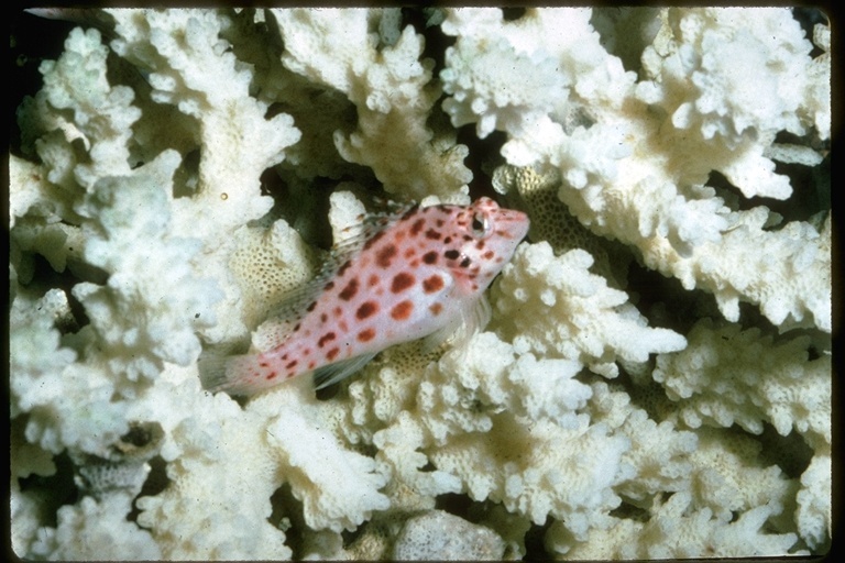 Image of Coral Hawkfish