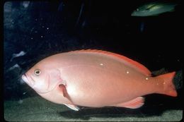 Image of Pacific Creole-fish