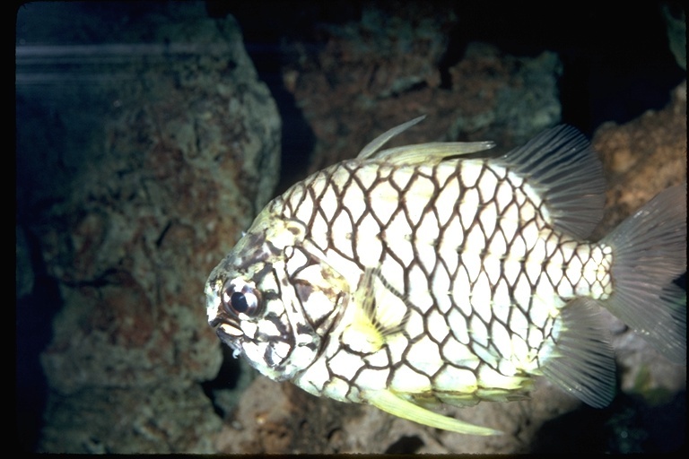 Image of Japanese Pinecone-fish