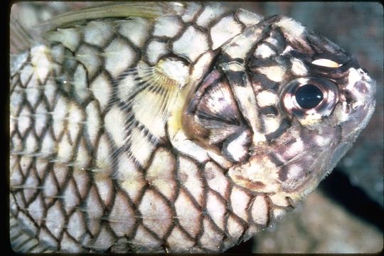 Image of Japanese Pinecone-fish