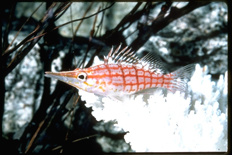 Sivun Nokkahaukkakala kuva