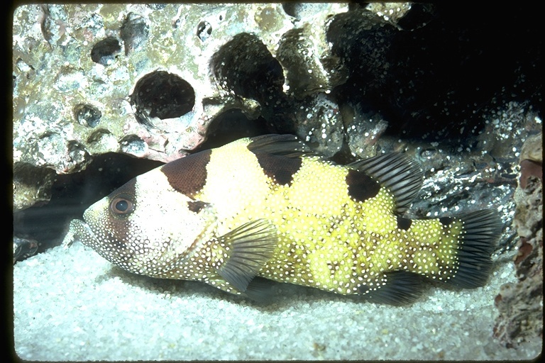 Image of Bearded soapfish