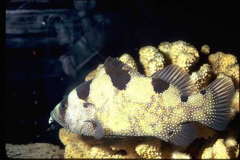 Image of Bearded soapfish