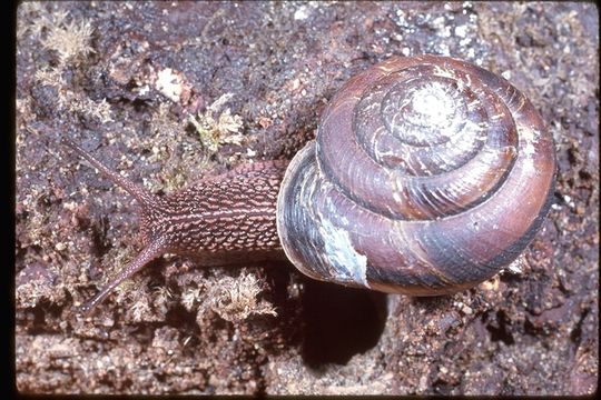 Image of <i>Helix aspersa</i>