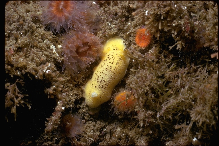 Image of Peltodoris nobilis (MacFarland 1905)