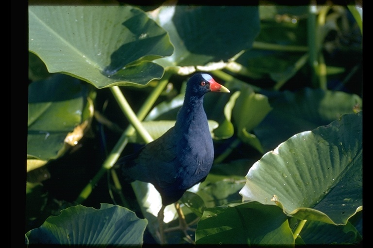 Image of American Purple Gallinule