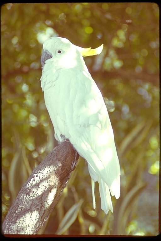 Image of Sulphur-crested Cockatoo