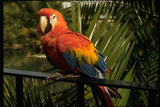 Image of Scarlet Macaw