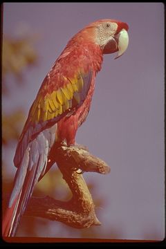 Image of Scarlet Macaw