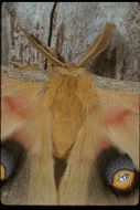 Image of Polyphemus Moth