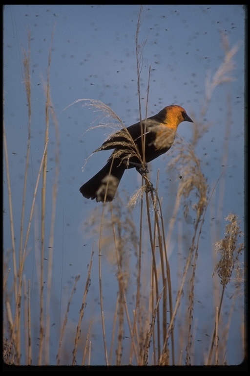 Image of Yellow-headed Blackbird