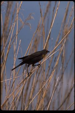 Image of Yellow-headed Blackbird