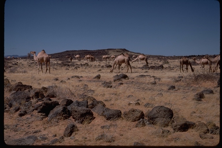 Image of Dromedary