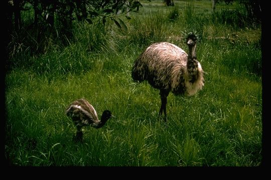 Image of Common Emu