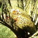 Image de Macrozamia riedlei (Gaudich.) C. A. Gardner