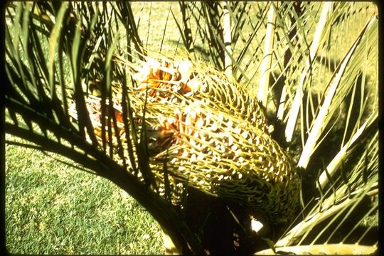 Image de Macrozamia riedlei (Gaudich.) C. A. Gardner