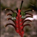 Image of Kangaroo Paw