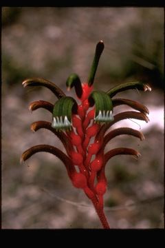 Image of Anigozanthos manglesii D. Don