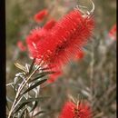 صورة Callistemon phoeniceus Lindl.