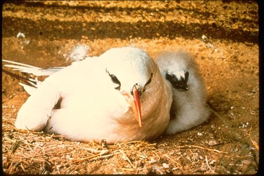 Image of Red-tailed Tropicbird