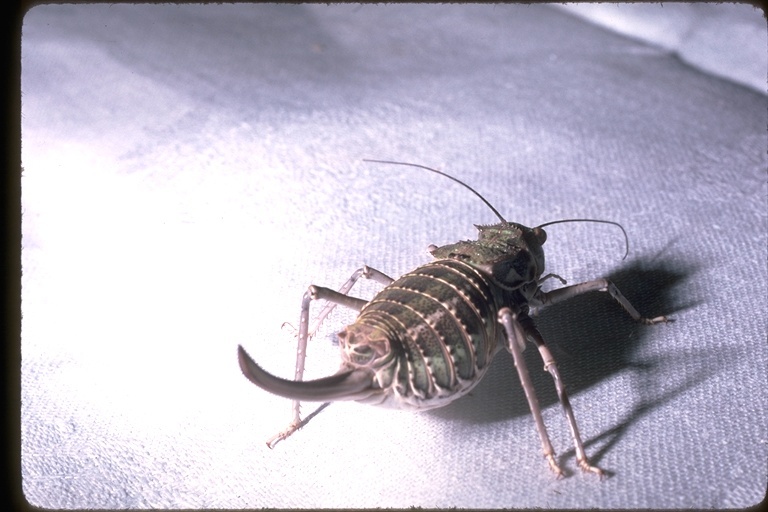 Image of grasshoppers and relatives