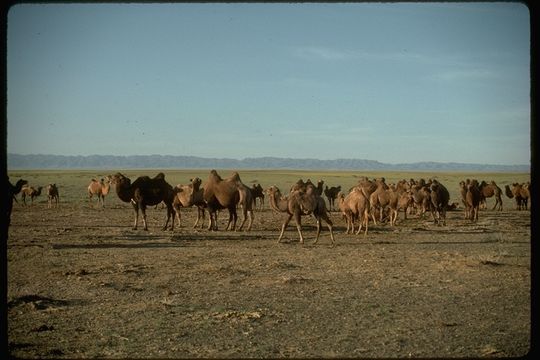 Image of Bactrian camel