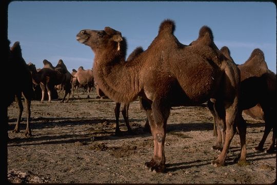 Image of Bactrian camel