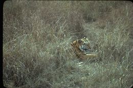 Image de tigre du Bengale