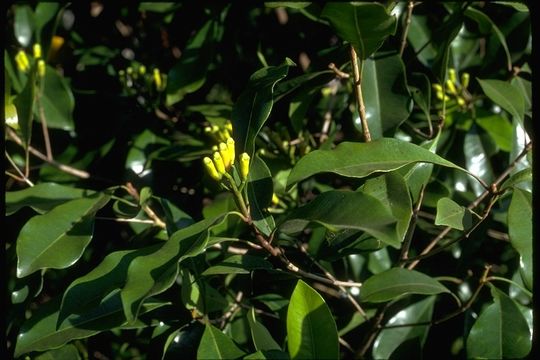 Image of clove