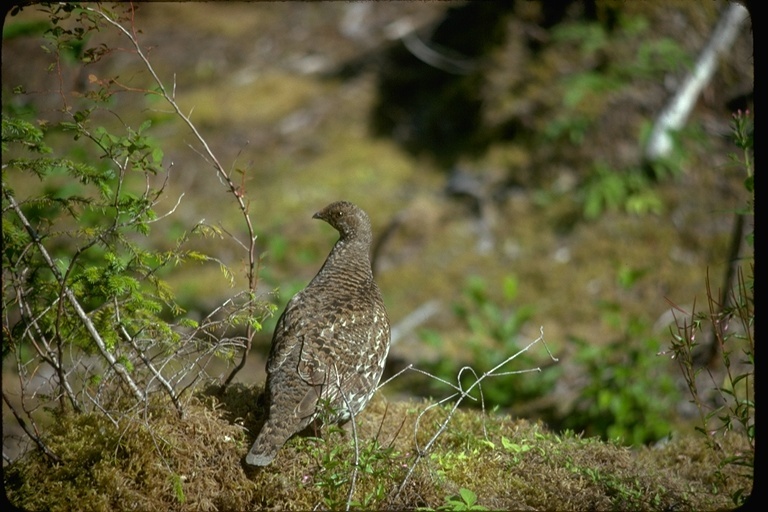 Imagem de Dendragapus obscurus (Say 1822)