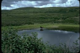 Image of North American Elk