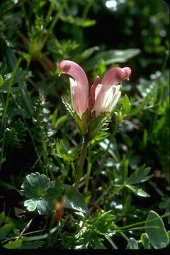 Imagem de Pedicularis capitata Adams.