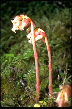 Image of <i>Monotropa hypopitys</i>