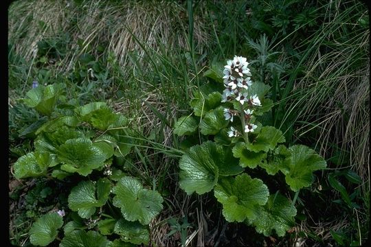 Image of Richardson's brookfoam