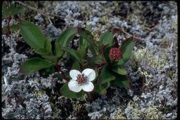 Plancia ëd Cornus canadensis L.