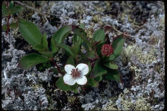 Image of bunchberry dogwood