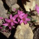 Image of Scamman's springbeauty