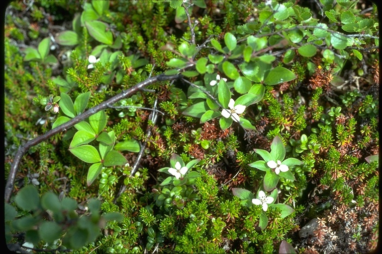 Plancia ëd Cornus canadensis L.