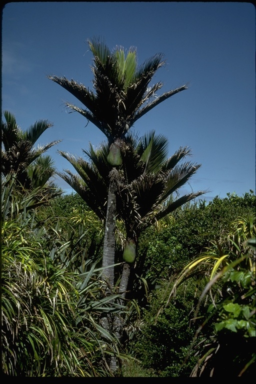 Image of Nikau palm