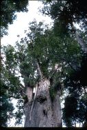 Image of kauri